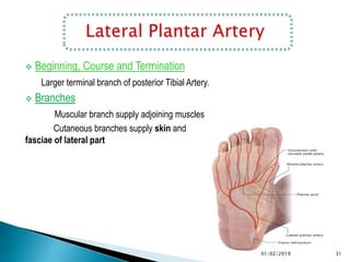  Beginning, Course and Termination
Larger terminal branch of posterior Tibial Artery.
 Branches
Muscular branch supply adjoining muscles
Cutaneous branches supply skin and
fasciae of lateral part
31
01/02/2019
 