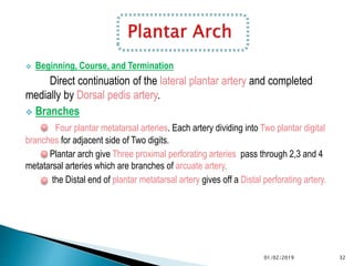  Beginning, Course, and Termination
Direct continuation of the lateral plantar artery and completed
medially by Dorsal pedis artery.
 Branches
Four plantar metatarsal arteries. Each artery dividing into Two plantar digital
branches for adjacent side of Two digits.
Plantar arch give Three proximal perforating arteries pass through 2,3 and 4
metatarsal arteries which are branches of arcuate artery.
the Distal end of plantar metatarsal artery gives off a Distal perforating artery.
32
01/02/2019
 