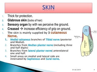 1. Thick for protection.
2. Glabrous skin (locks of hair)
3. Sensory organ by with we perceive the ground.
4. Creased  increase efficiency of grip on ground.
5. The skin is mainly supplied by 3
branches of (posterior
and Medial).
2. Branches from (including three
and half digits)
3. Branches from ( anterolateral
one and half.
4. Small areas on medial and lateral side are
innervated by and
4
01/02/2019
 