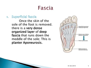 Once the skin of the
sole of the foot is removed.
there is a very dense
organized layer of deep
fascia that runs down the
meddle of the sole; This is
planter Aponeurosis.
5
01/02/2019
 