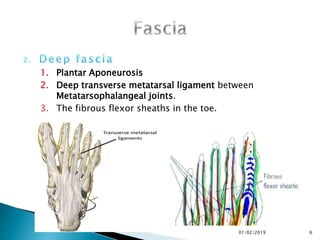 1. Plantar Aponeurosis
2. Deep transverse metatarsal ligament between
Metatarsophalangeal joints.
3. The fibrous flexor sheaths in the toe.
6
01/02/2019
 