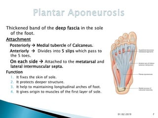 Thickened band of the deep fascia in the sole
of the foot.
Attachment
Posteriorly  Medial tubercle of Calcaneus.
Anteriorly  Divides into 5 slips which pass to
the 5 toes.
On each side  Attached to the metatarsal and
lateral intermuscular septa.
Function
1. It fixes the skin of sole.
2. It protects deeper structure.
3. It help to maintaining longitudinal arches of foot.
4. It gives origin to muscles of the first layer of sole.
7
01/02/2019
 
