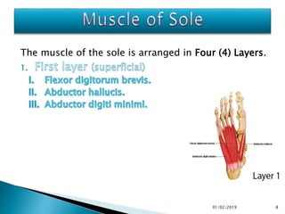 The muscle of the sole is arranged in Four (4) Layers.
8
01/02/2019
 