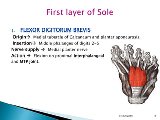 Origin Medial tubercle of Calcaneum and planter aponeurosis.
Insertion Middle phalanges of digits 2-5
Nerve supply  Medial planter nerve
Action  Flexion on proximal Interphalangeal
and MTP joint.
9
01/02/2019
 