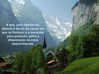 A ave, para libertar-se, destrói o berço da casca em que se formou, e a semente, para produzir, sofre a dilaceração na cova desconhecida. 