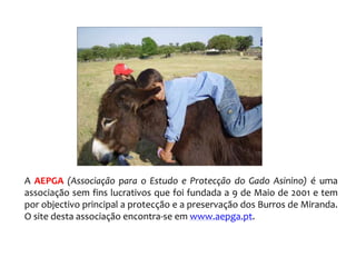 A AEPGA (Associação para o Estudo e Protecção do Gado Asinino) é uma
associação sem fins lucrativos que foi fundada a 9 de Maio de 2001 e tem
por objectivo principal a protecção e a preservação dos Burros de Miranda.
O site desta associação encontra-se em www.aepga.pt.
 