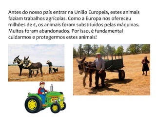 Antes do nosso país entrar na União Europeia, estes animais
faziam trabalhos agrícolas. Como a Europa nos ofereceu
milhões de €, os animais foram substituídos pelas máquinas.
Muitos foram abandonados. Por isso, é fundamental
cuidarmos e protegermos estes animais!
 