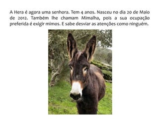 A Hera é agora uma senhora. Tem 4 anos. Nasceu no dia 20 de Maio
de 2012. Também lhe chamam Mimalha, pois a sua ocupação
preferida é exigir mimos. E sabe desviar as atenções como ninguém.
 