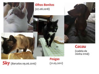 Olhos Bonitos
(07.08.2018)
Cacau
(cadela da
minha Irmã)
Sky (Barcelos 09.06.2016)
Peúgas
(21.05.2011)
 
