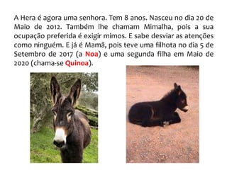 A Hera é agora uma senhora. Tem 8 anos. Nasceu no dia 20 de
Maio de 2012. Também lhe chamam Mimalha, pois a sua
ocupação preferida é exigir mimos. E sabe desviar as atenções
como ninguém. E já é Mamã, pois teve uma filhota no dia 5 de
Setembro de 2017 (a Noa) e uma segunda filha em Maio de
2020 (chama-se Quinoa).
 