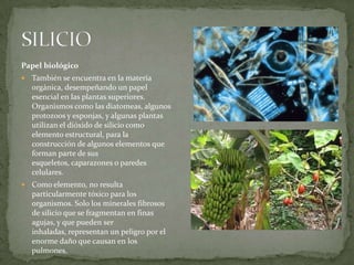 Papel biológico
   También se encuentra en la materia
    orgánica, desempeñando un papel
    esencial en las plantas superiores.
    Organismos como las diatomeas, algunos
    protozoos y esponjas, y algunas plantas
    utilizan el dióxido de silicio como
    elemento estructural, para la
    construcción de algunos elementos que
    forman parte de sus
    esqueletos, caparazones o paredes
    celulares.
   Como elemento, no resulta
    particularmente tóxico para los
    organismos. Solo los minerales fibrosos
    de silicio que se fragmentan en finas
    agujas, y que pueden ser
    inhaladas, representan un peligro por el
    enorme daño que causan en los
    pulmones.
 