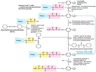 Solid phase peptide synthesis | PPT