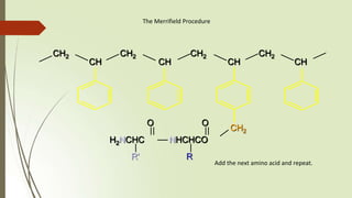 The Merrifield Procedure
CH2 CH2 CH2 CH2
CH CH CH CH
CH2
NHCHCO
R
O
H2NCHC
R'
O
Add the next amino acid and repeat.
 