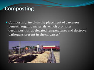 Composting 
 Composting involves the placement of carcasses 
beneath organic materials, which promotes 
decomposition at elevated temperatures and destroys 
pathogens present in the carcasses” 
 