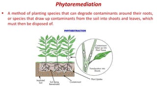 Phytoremediation
 A method of planting species that can degrade contaminants around their roots,
or species that draw up contaminants from the soil into shoots and leaves, which
must then be disposed of.
 