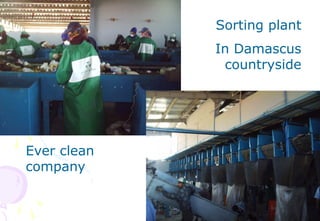 40
Sorting plant
In Damascus
countryside
Ever clean
company
 