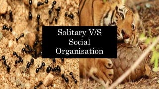 Solitary V/S
Social
Organisation
 