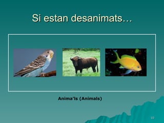 Si estan desanimats… Anima’ls (Animals) 