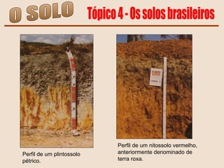 O SOLO Tópico 4 - Os solos brasileiros Perfil de um plintossolo pétrico. Perfil de um nitossolo vermelho, anteriormente denominado de terra roxa. 