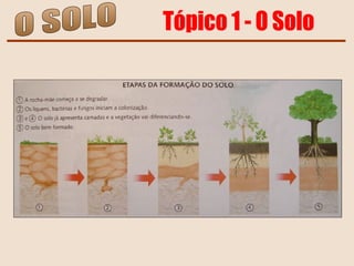 O SOLO Tópico 1 - O Solo 