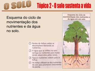 O SOLO Tópico 2 - O solo sustenta a vida Esquema do ciclo de movimentação dos nutrientes e da água  no solo. 