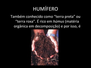 HUMÍFERO
Também conhecido como “terra preta” ou
   “terra roxa”. É rico em húmus (matéria
  orgânica em decomposição) e por isso, é
                 muito fértil.
 