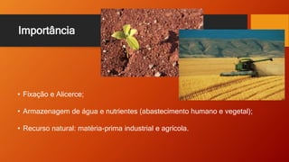 Importância
• Fixação e Alicerce;
• Armazenagem de água e nutrientes (abastecimento humano e vegetal);
• Recurso natural: matéria-prima industrial e agrícola.
 