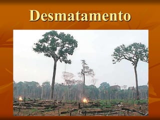 Desmatamento
 