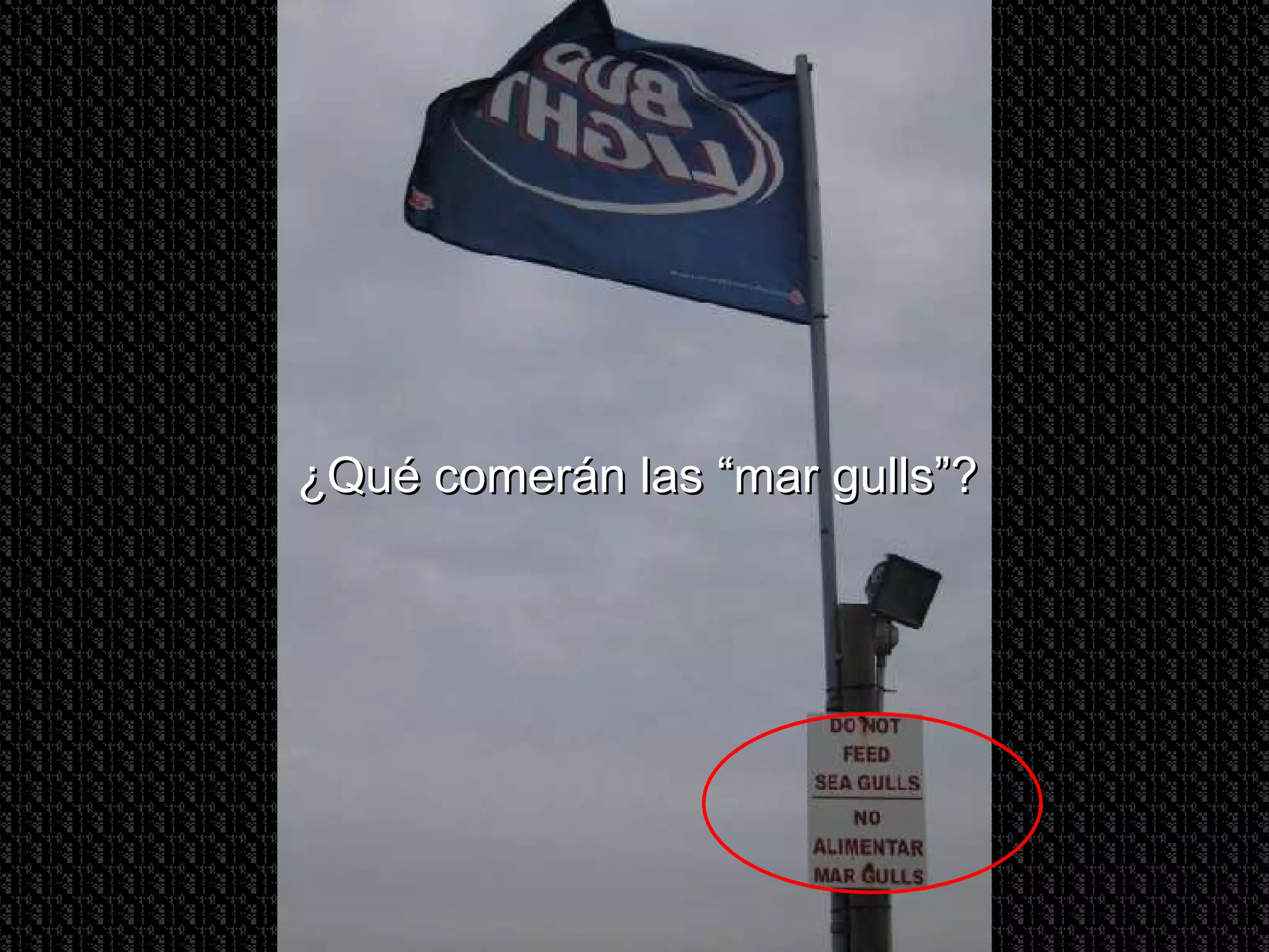 ¿Qué comerán las “mar gulls”? 