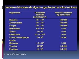 Fonte: Prof. Paulo Lovato

 