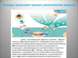 Солодка прерывает процесс размножения вирусов
 