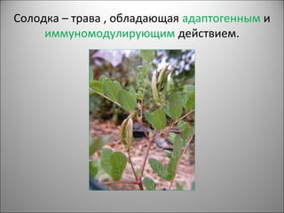 Солодка – трава , обладающая адаптогенным и
иммуномодулирующим действием.
 