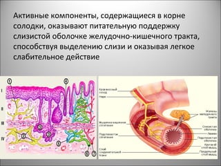 Активные компоненты, содержащиеся в корне
солодки, оказывают питательную поддержку
слизистой оболочке желудочно-кишечного тракта,
способствуя выделению слизи и оказывая легкое
слабительное действие
 