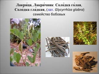 Лакри́ца, Лакри́чник Соло́дка го́лая,
Соло́дка гла́дкая, (лат. Glycyrrhíza glabra)
семейство бобовых
 