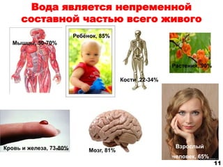 Вода является непременной 
составной частью всего живого 
Растения, 90% 
Ребёнок, 85% 
Взрослый 
человек, 65% 
Мышцы, 50-70% 
Кровь и железа, 73-80% 
Кости ,22-34% 
Мозг, 81% 
11 
 