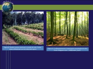Figura 8: Quebra ventos acentuam a erosão do solo. Fonte:
                                                            Figura 9: O reflorestamento é importante na proteção do solo.
         www.coffeebreak.com.br/cafe/cafe-vperm
                                                                      Fonte: blogspot.com/.../s400/sobre_ilust1
 