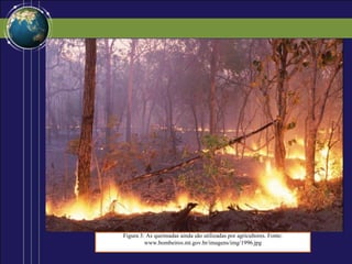 Figura 3: As queimadas ainda são utilizadas por agricultores. Fonte:
         www.bombeiros.mt.gov.br/imagens/img/1996.jpg
 