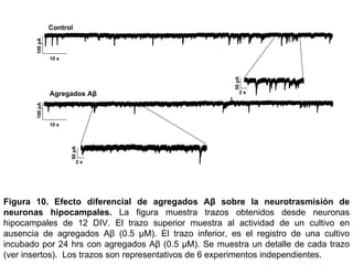 10 s 100 pA 50 pA 2 s 50 pA 2 s 10 s 100 pA Control Agregados Aβ   Figura 10.  Efecto diferencial de agregados Aβ sobre la neurotrasmisión de neuronas hipocampales.  La figura muestra trazos obtenidos desde neuronas hipocampales de 12 DIV. El trazo superior muestra al actividad de un cultivo en ausencia de agregados Aβ (0.5  µ M). El trazo inferior, es el registro de una cultivo incubado por 24 hrs con agregados Aβ  (0.5  µ M) .  Se muestra un detalle de cada trazo (ver insertos).  Los trazos son representativos de 6 experimentos independientes. 