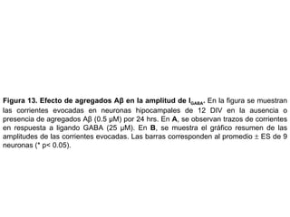 Figura 13.   Efecto de agregados Aβ en la amplitud de I GABA .  En la figura se muestran las corrientes evocadas en neuronas hipocampales de 12 DIV en la ausencia o presencia de agregados Aβ (0.5  µM) por 24 hrs.  En  A , se observan trazos de corrientes en respuesta a ligando GABA (25  µM) . En  B , se muestra el gráfico resumen de las amplitudes de las corrientes evocadas.  Las barras corresponden al promedio    ES de 9 neuronas (* p< 0.05). 