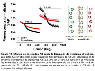 Figura 19.   Efectos de agregados Aβ sobre la liberación de vesículas sinápticas.  Los datos fueron obtenidos desde neuronas hipocampales de 12 DIV, incubadas en la ausencia o presencia de agregados Aβ (0.5 µM) por 24 hrs. La  liberación de vesículas fue evidenciada utilizando la   disminución de la fluorescencia de la sonda FM 1-43, en presencia de 30 mM de K + .  Los valores corresponden al promedio    ES de 12 experimentos independientes. K +  30 mM K +  30 mM 30mM K + 10 min, 37ºC Carga FM1-43 10 min, 37ºC 