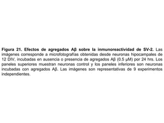 Figura 21.   Efectos de agregados A β  sobre la inmunoreactividad de SV-2 .  Las imágenes corresponde a m icrofotografías obtenidas desde neuronas hipocampales de 12 DIV, incubadas en ausencia o presencia de agregados A β  (0.5  µM) por 24 hrs. Los p aneles superiores muestran neuronas control y los paneles inferiores son neuronas incubadas con agregados Aβ. Las imágenes son representativas de 9 experimentos independientes. 