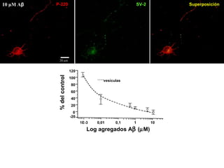 20  µm 10  µM  A β P-220 SV-2 Superposición Log agregados A   (  M) % del control 1E-3 0,01 0,1 1 10 -20 0 20 40 60 80 100 120 vesículas 20  µm 