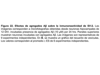 Figura 22.   Efectos de agregados A β  sobre la inmunoreactividad de SV-2 .  Las imágenes corresponden a m icrofotografías obtenidas desde neuronas hipocampales de 12 DIV, incubadas presencia de agregados A β  (10  µM) por 24 hrs . Paneles superiores muestran neuronas incubadas con agregados Aβ. Las imágenes son representativas de 9 experimentos independientes. En  B ,  se muestra un gráfico del recuento de vesículas .  Los valores corresponden al promedio    ES de 6 experimentos independientes. 