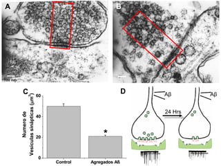 A B C A β 24 Hrs A β D 100 nm 