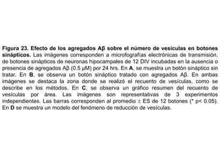 Figura 23.   Efecto de los   agregados Aβ sobre el  número  de vesículas en botones sinápticos.  Las imágenes corresponden a  microfografías electrónicas de transmisión, de botones sinápticos de neuronas hipocampales de 12 DIV incubadas en la ausencia o presencia de agregados Aβ (0.5 µM) por 24 hrs. En  A , se muestra un botón sináptico sin tratar. En  B , se observa un botón sináptico tratado con agregados Aβ. En ambas imágenes se destaca la zona donde se realizó el recuento de vesículas, como se describe en los métodos. En  C , se observa un gráfico resumen del recuento de vesículas por área. Las imágenes son representativas de 3 experimentos independientes. Las barras corresponden al promedio    ES de 12 botones (* p< 0.05). En  D  se muestra un modelo del fenómeno de reducción de vesículas.  