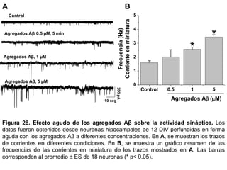 Control Agregados A β , 1  µM   Agregados  A β , 5  µM   Agregados  A β   0.5  µM , 5 min A B Figura 28.   Efecto agudo de los agregados Aβ sobre la actividad sináptica.   Los datos fueron obtenidos desde neuronas hipocampales de 12 DIV perfundidas en forma aguda con los agregados Aβ a diferentes concentraciones. En  A , se muestran los trazos de corrientes en diferentes condiciones. En  B , se muestra un gráfico resumen de las frecuencias de las corrientes en miniatura de los trazos mostrados en  A . Las barras corresponden al promedio    ES de 18 neuronas (* p< 0.05).  200 pA 10 seg 