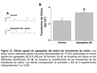 Figura 31.  Efecto agudo de agregados Aβ sobre las transitorias de calcio.  Los datos fueron obtenidos desde neuronas hipocampales de 12 DIV perfundidas en forma aguda con agregados Aβ (0.5  µM)  por 30 minutos. En  A , se muestran los trazos en las diferentes condiciones. En  B , se muestra la cuantificación de las frecuencias de las transitorias de calcio .  Las barras corresponden al promedio    ES de 5 experimentos independientes (* p< 0.05).  B 10%  F/F 0 10 seg 10%  F/F 0 10 seg Control Agregados Aβ , agudo A 