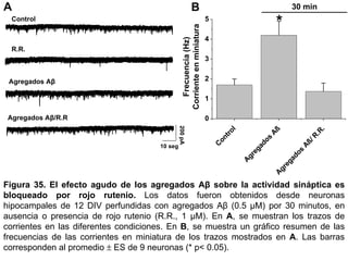 Figura 35.   El efecto agudo de los agregados Aβ sobre la actividad sináptica es bloqueado por rojo rutenio.   Los datos fueron obtenidos desde neuronas hipocampales de 12 DIV perfundidas con agregados Aβ (0.5 µM) por 30 minutos, en ausencia o presencia de rojo rutenio (R.R., 1 µM). En  A , se muestran los trazos de corrientes en las diferentes condiciones. En  B , se muestra un gráfico resumen de las frecuencias de las corrientes en miniatura de los trazos mostrados en  A . Las barras corresponden al promedio    ES de 9 neuronas (* p< 0.05).  Control R.R. Agregados Aβ  Agregados Aβ/R.R  A B 200 pA 10 seg 