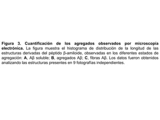 Figura 3. Cuantificación de los agregados observados por microscopía electrónica.  La figura muestra el histograma de distribución de la longitud de las estructuras derivadas del péptido β-amiloide, observadas en los diferentes estados de agregación:  A , A β  soluble;  B , agregados A β ;  C , fibras A β . Los datos fueron obtenidos analizando las estructuras presentes en 9 fotografías independientes. 