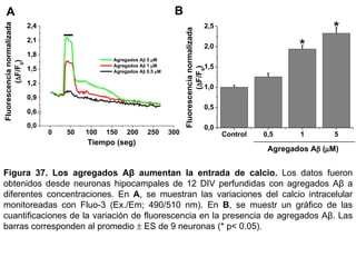 A B Figura 37.   Los   agregados Aβ aumentan la entrada de calcio .  Los datos fueron obtenidos desde neuronas hipocampales de 12 DIV perfundidas con agregados Aβ a diferentes concentraciones. En  A , se muestran las variaciones del calcio intracelular monitoreadas con Fluo-3 (Ex./Em; 490/510 nm). En  B , se muestr un gráfico de las cuantificaciones de la variación de fluorescencia en la presencia de agregados Aβ. Las barras corresponden al promedio    ES de 9 neuronas (* p< 0.05).  